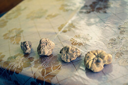 Truffle Experience
