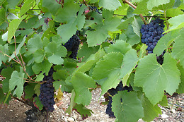 Champagne Perron-Beauvineau