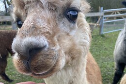 La Petite Ferme d'Alpagas Sanzay