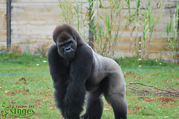 La Vallée des Singes