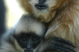La Vallée des Singes