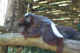 La Vallée des Singes
