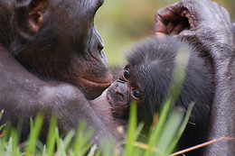 La Vallée des Singes