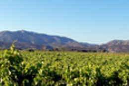 Domaine Virgile Joly / Chambre d'hôtes Mimosa