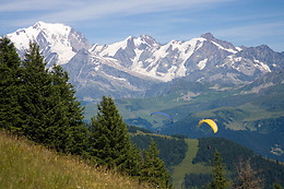 Les Volatiles