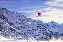 Les Volatiles