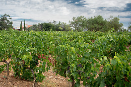 Soleil et Vignes