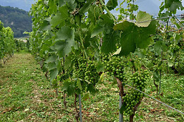 Cave Boléro