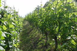 Cave Boléro