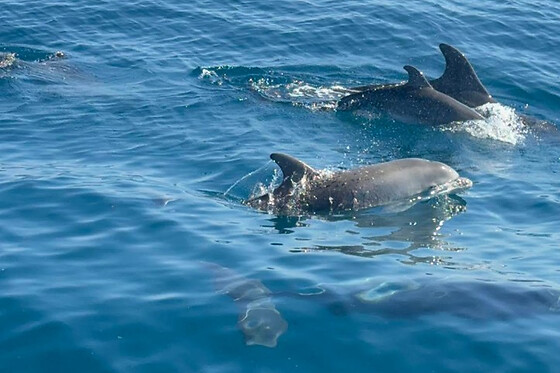 FUENGIROLA SEA TRIPS - photo 20