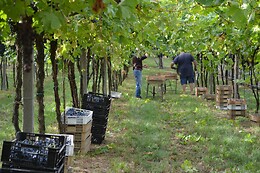 Cantina Fratelli Vogadori