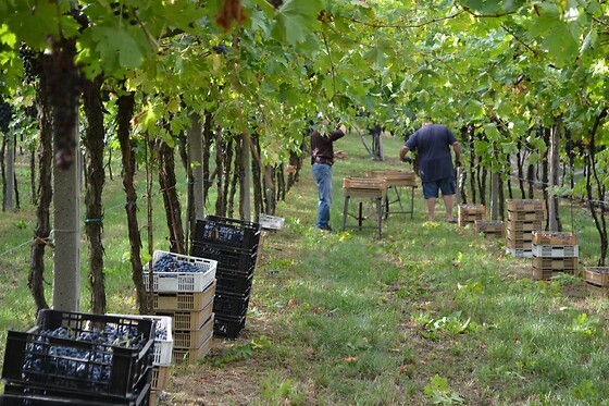 Cantina Fratelli Vogadori - photo 6