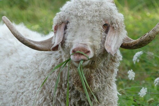 Mohair de l'Erdre - photo 2