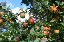 La Pommeraie 27