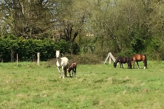 Centre Equestre de Bressuire - photo 0