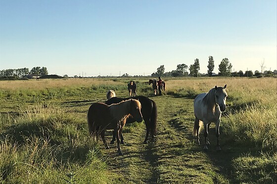 Centre Equestre de Bressuire - photo 3