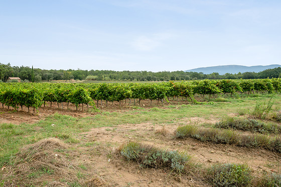 Domaine de Montine - photo 12