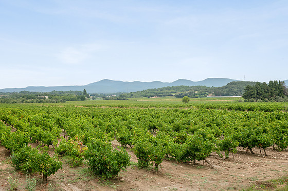 Domaine de Montine - photo 3