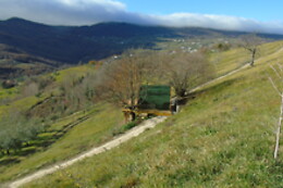 La Grande Pigna Tra Gli Alberi