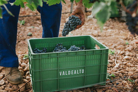 BODEGA VALDEALTO - photo 7