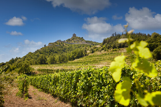 Domaine Rémy Nodin - photo 1