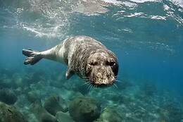 Azul Diving Madeira