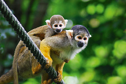 La Vallée des Singes