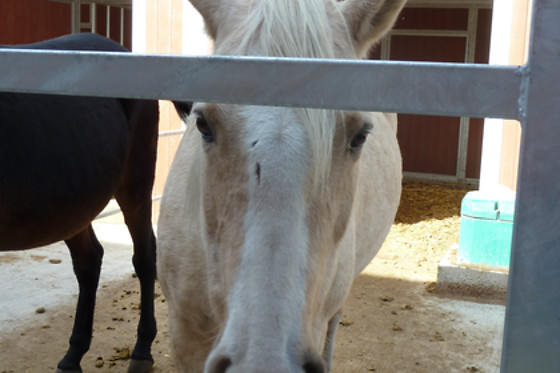 Gentinetta Pferde - photo 12