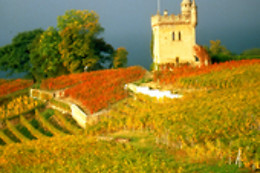 Domaine du Pampre