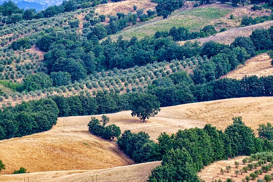 Fattoria La Maliosa - photo 0