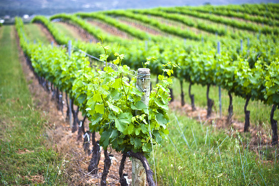 Château la Renommée - photo 1