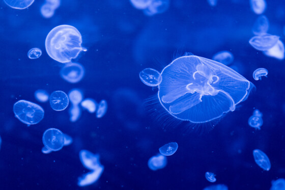 Aquarium de Paris - photo 0