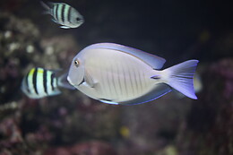 Aquarium de Paris