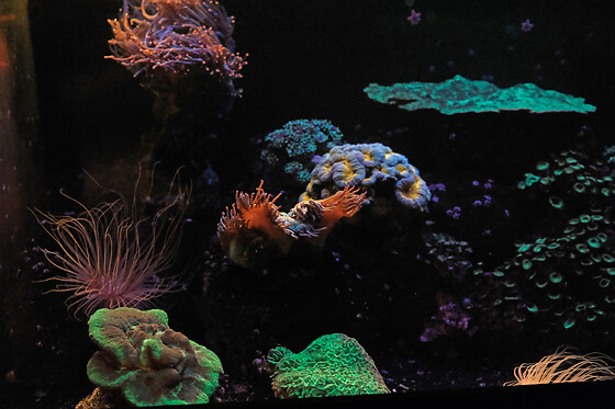 Aquarium de Paris - photo 6