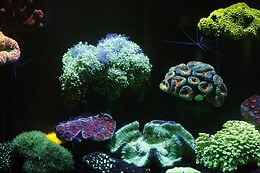 Aquarium de Paris