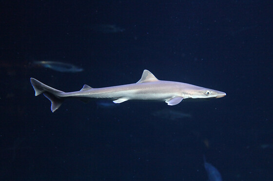 Aquarium de Paris - photo 15