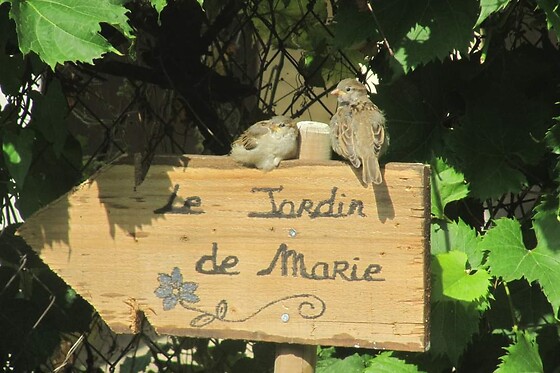 Le Jardin de Marie - photo 0