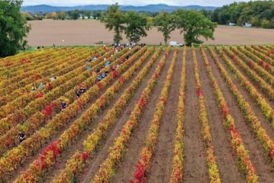 Bertrand Henry - Domaine de Cadeillac - photo 0