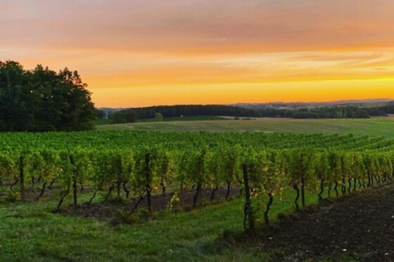Bertrand Henry - Domaine de Cadeillac - photo 4