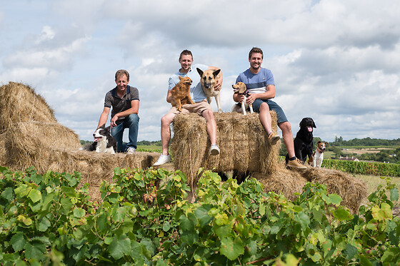 Domaine Villemaine - photo 4