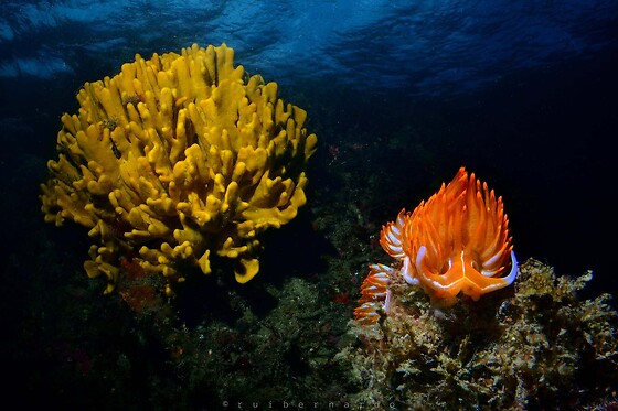 Cipreia Dive Club - photo 5
