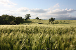 Poggio Del Castagno
