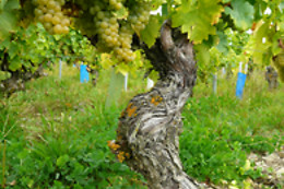 Le Clos de Caramélia