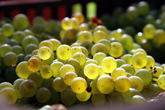 Cantina Cavallini - photo 5