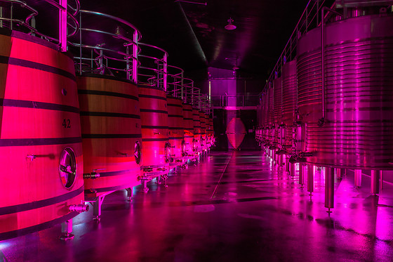 BODEGAS REGINA VIARUM - photo 5