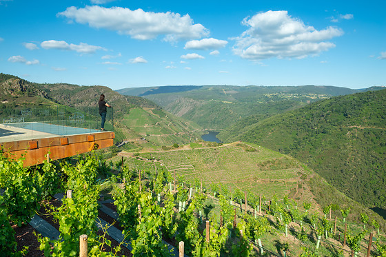 BODEGAS REGINA VIARUM - photo 4