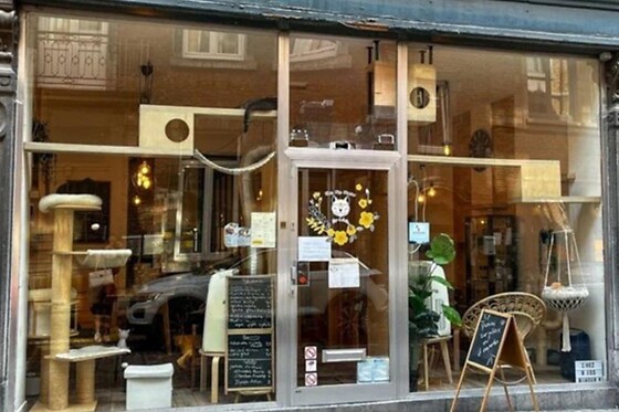 Chez Miss Miaouw - photo 3