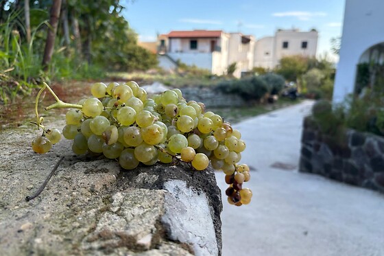 B&B La Vigna - photo 4
