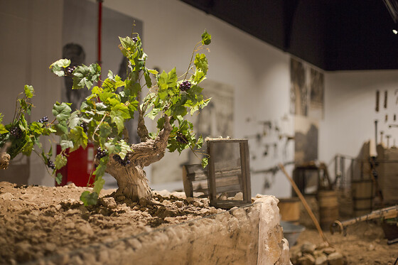 MUSEO DEL VINO CASA DE LA ERMITA - photo 1
