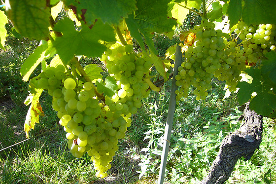 Clos des Cantons - photo 5